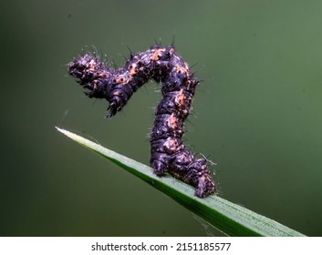 All These Insects Where Photographed In Spring 2022 In The United Kingdom Using A Macro Lens 