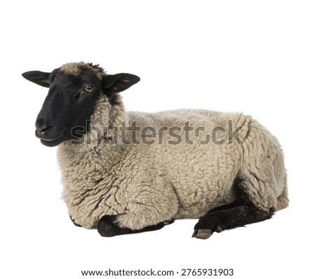 All Types of Sheep with Lambs – Full Body Standing, Sitting, Lying Poses, Horned Polled Breeds Isolated on White Background, Realistic Animal Set