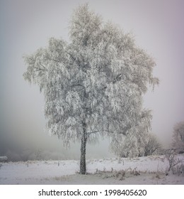 All White Tree In The Winter Blizzard