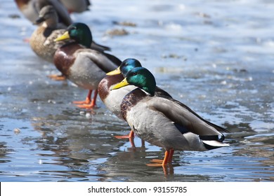 All Of Your Ducks In A Row.