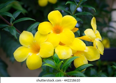 Allamanda