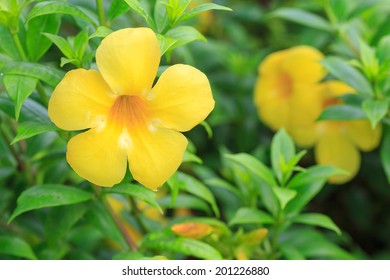 Ghonta Ful ঘন ট ফ ল Allamanda Neriifolia