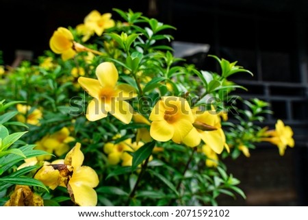 Allamanda cathartica, commonly called golden trumpet, common trumpetvine, and yellow allamanda,  is a species of flowering plant of the genus Allamanda in the family Apocynaceae.