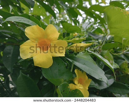 Allamanda cathartica, commonly called golden trumpet, common trumpet vine, and yellow allamanda, is a species of flowering plant of the genus allamanda in the family Apocynaceae.