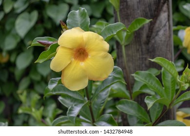 A allamanda cathartica flower blooming 