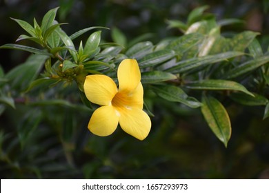 Allamanda Cathartica At Morikami Museum And Japanese Gardens