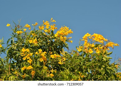 Allamanda Neriifolia Stock Photo 712309057 | Shutterstock