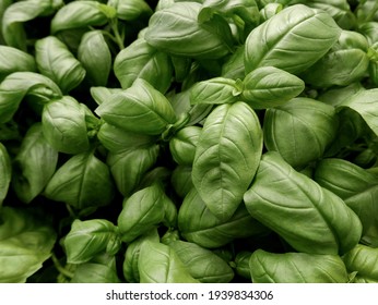 all-around view of tender cultivated basil - Shutterstock ID 1939834306