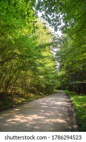 Allegany State Park's dirt road