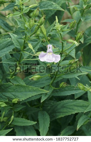 Similar – Foto Bild Lavendel Natur Pflanze