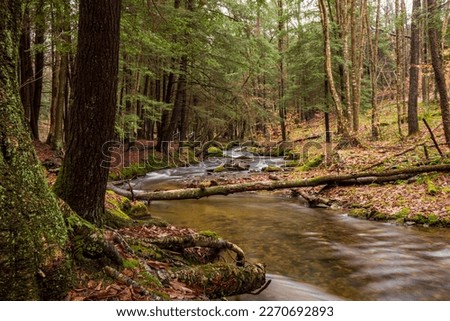 Allegheny National Forest hiking trail Warren, Pennsylvania, US