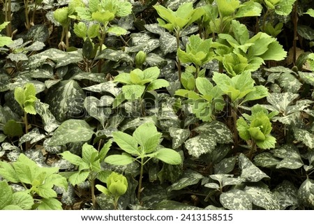 Allegheny Pachysandra, Pachysandra procumbens, with fresh new green growth in spring. Also known as Allegheny Spurge, Alleghany Spurge and Mountain Spurge.