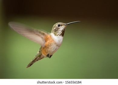 Allen's Hummingbird