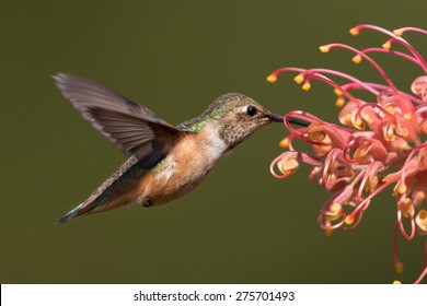 Allen's Hummingbird