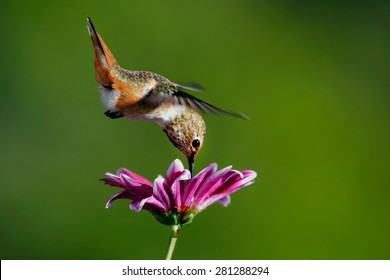 Allen's Hummingbird