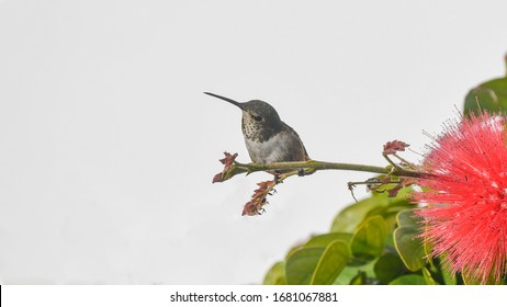 Allens Hummingbird At Catalina Island In California