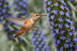 Allen's Hummingbird Feeding On Pride Of Madeira Flowers.
