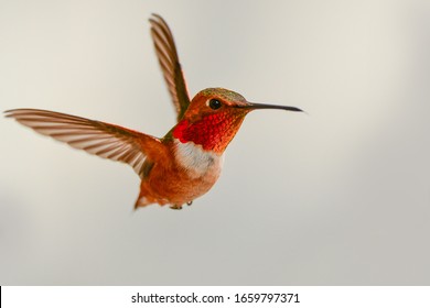 Allen's Hummingbird in a Hover (Selasphorus sasin)