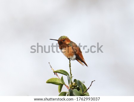 Similar – Image, Stock Photo Beija Flor .4 Nature