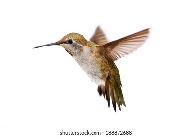 Allens Hummingbird (Selasphorus sasin) in flight with a white background