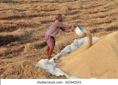 ALLEPPEY, INDIA - APR 03 : An Unidentified Farmer Engages In The Post Harvest Jobs In The Rice Fields In April 03, 2015 In The Kuttanad Region In Alleppey, Kerala, India.