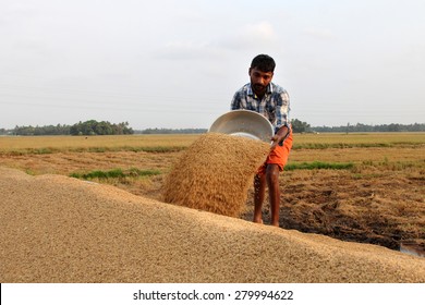 ALLEPPEY, INDIA - APR 03 : An Unidentified Farmer Engages In The Post Harvest Jobs In The Rice Fields In April 03, 2015 In The Kuttanad Region In Alleppey, Kerala, India