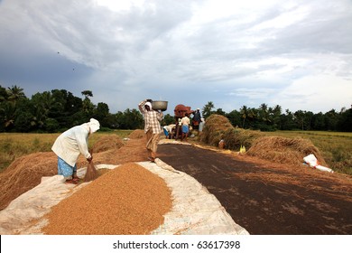 ALLEPPEY, INDIA - OCT 02 : Agricultural workers carry out the post harvesting jobs along the road side October 02, 2010 in Alleppey, Kerala, India.