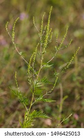 Allergenic Annual Ragweed - Ambrosia Artemisiifolia