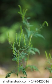 Allergenic Annual Ragweed - Ambrosia Artemisiifolia