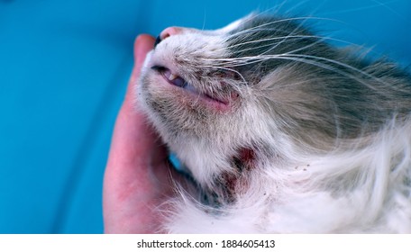 Cat Dermatitis Hd Stock Images Shutterstock