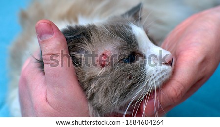 Allergic skin diseases in domestic cats. cat's wound from dermatitis. Skin diseases in cats. Cat pimples. Atypical dermatitis in a domestic cat. Feline Allergies in Cats. Combs on the neck of a domest