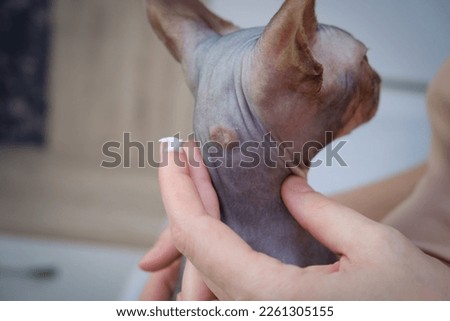 Allergic skin diseases in domestic cats of the Sphynx. cat's wound from dermatitis. Skin diseases in cats. cat pimples. Atypical dermatitis in a domestic cat. Feline Allergies in Cats. Combs on the ne