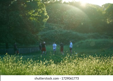 Allergies or Coronavirus Spread: Visible Cloud of Pollen and Particles at Sunset in Front of a Group of Teenagers Playing in a Public Park. Flare Gives the Impression of a Sphere Lingering Over Them