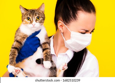 Allergy To Cats. Hypoallergenic Cat Breed. The Owner And The Cat.