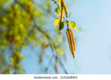 Allergy Pollen Of Birch Tree Blossom In Springtime