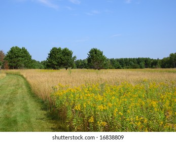 Allergy Ragweed In The Minnesota Field