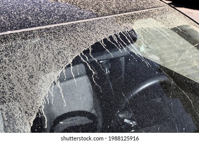 Allergy Season. Car Windshield Covered In Tree Pollen In Spring. Pollen Season.