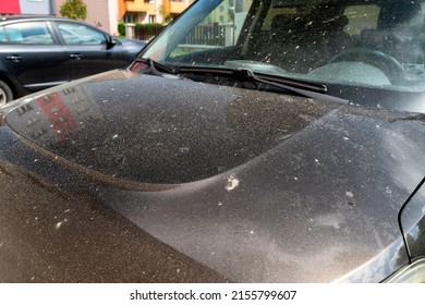 Allergy Season. Car Windshield Covered By Tree Pollen In Spring.