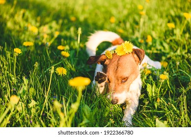 Allergy Season Concept With Dog Wiping Out His Eye From Flower Pollen