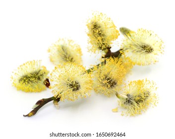 Allergy Season, Flower Pollen With Branch, Isolated