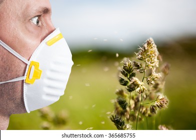 Allergy Season / Flowering Grasses That Are The Cause Of Many Allergies