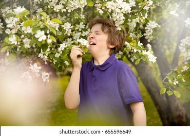 Allergy Sneeze Child Boy In The Apple Trees Garden With White Flowers