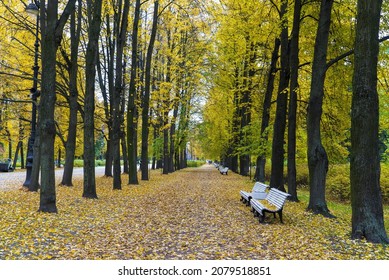 Alley In The Autumn Park On Krestovsky Island. Saint Petersburg.