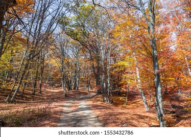Alley in autumn park in sunlight. Landscape of autumn forest, falling wilted leaves on ground in autumn sunlight 