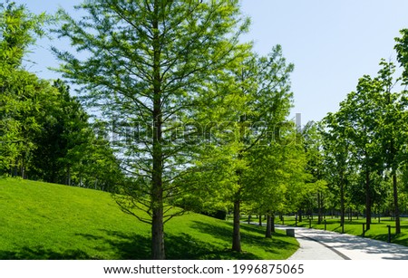 Alley of Bald Cypress Taxodium Distichum (swamp, white-cypress, gulf or tidewater red cypress) in public landscape city Park Krasnodar or 'Galitsky park' in sunny spring 2021. [[stock_photo]] © 