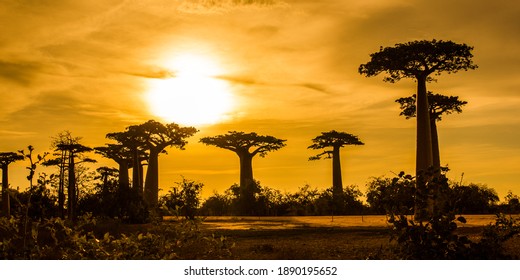 Alley of the Baobabs with leaves during the golden sunset with clouds above  near Morondava, Madagascar
