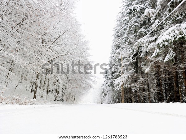 alley in the forest\
covered with snow