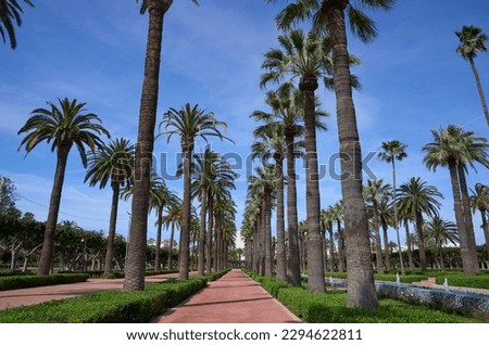 Alley of incredible palm trees in the Arab League Park, an urban park in Casablanca, Morocco, place to relax, enjoy the weather, walking, meditation, reading or just seeing. An oasis inside metropolis