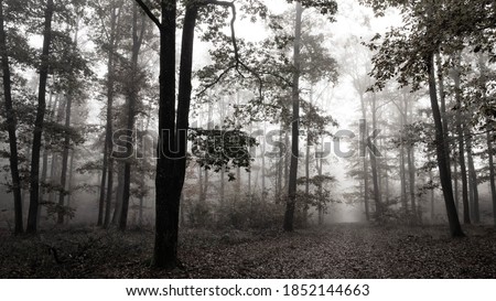 Alley of large oaks in a french forest. Diffused light and fog envelop the black silhouettes of the trunks. A gray November morning. Dead leaves on the ground. Backlight. Desaturated, black and white