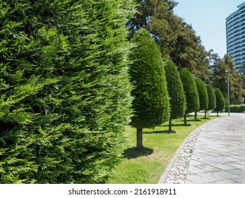 
Alley Of Neatly Trimmed Green Trees In A Cone In The Park. Sidewalk Without People. Urban Landscape. Copy Space. Place For Text. Horizontally. Summer Park.